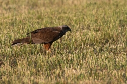 Moták pochop  ( Cirkus aeruginosus )