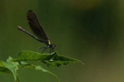 Motýlice obecná  ( Calopteryx virgo )