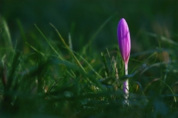Ocún jesenní ( Colchicum autumnale )