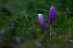 Ocún jesenní ( Colchicum autumnale )