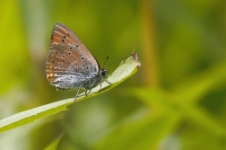 Ohniváček černočárný  (Lycaena dispar )