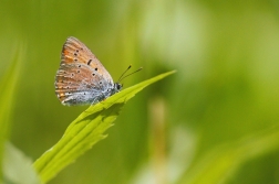 Ohniváček černočárný  (Lycaena dispar )