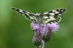 Okáč bojínkový  ( Melanargia galathea )