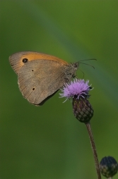 Okáč luční  ( Maniola jurtina )