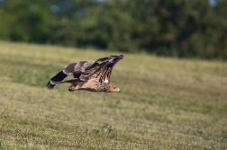 Orel královský  ( Aguila heliaca )