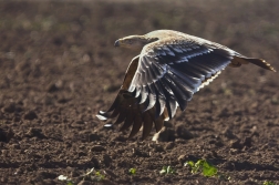 Orel královský  ( Aguila heliaca )