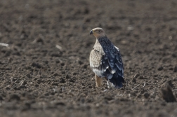 Orel královský  ( Aguila heliaca )