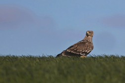 Orel královský  ( Aguila heliaca )