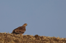 Orel královský  ( Aguila heliaca )
