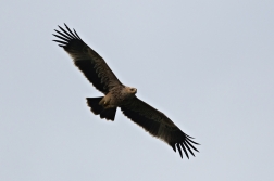 Orel královský  ( Aquila heliaca )