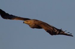Orel královský  ( Aquila heliaca )