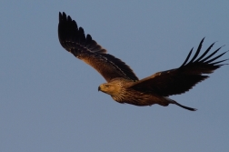 Orel královský  ( Aquila heliaca )