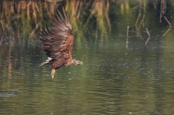Orel mořský  ( Halliaeetus albicila )