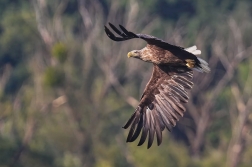 Orel mořský  ( Halliaeetus albicila )