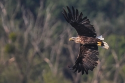 Orel mořský  ( Halliaeetus albicila )
