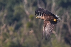 Orel mořský  ( Halliaeetus albicila )