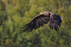 Orel mořský  ( Halliaeetus albicila )