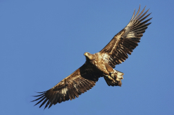 Orel mořský  ( Halliaeetus albicila )