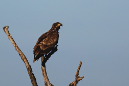 Orel mořský  ( Halliaeetus albicila )