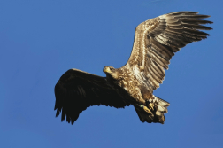 Orel mořský  ( Halliaeetus albicila )