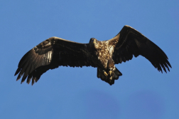 Orel mořský  ( Halliaeetus albicila )