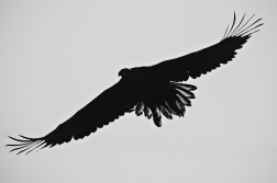 Orel mořský  ( Halliaeetus albicila )