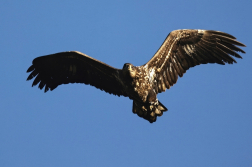 Orel mořský  ( Halliaeetus albicila )