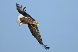 Orel mořský  ( Halliaeetus albicila )
