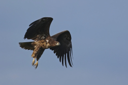 Orel mořský  ( Halliaeetus albicila )