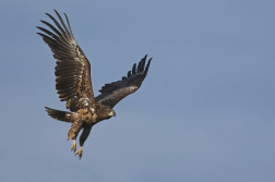 Orel mořský  ( Halliaeetus albicila )