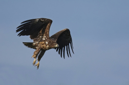 Orel mořský  ( Halliaeetus albicila )