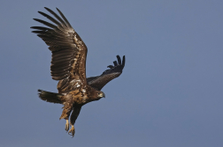 Orel mořský  ( Halliaeetus albicila )