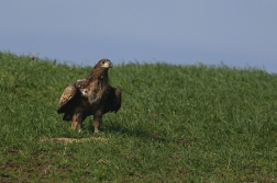 Orel mořský  ( Halliaeetus albicila )