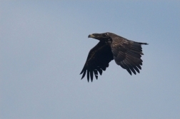 Orel mořský  ( Heliaeetus albicilla )