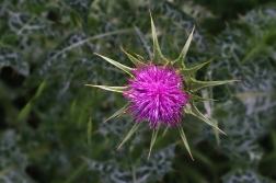 Ostropestřec mariánský ( Silybum marianum...