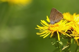 Ostruháček kapinicový  ( Satyrium acaciae...