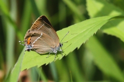 Ostruháček trnkový  ( Satyrium spini )