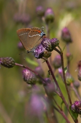 Ostruháček trnkový  ( Satyrium spini )