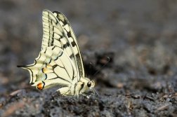 Otakárek fenyklový  ( Papilio machaon )