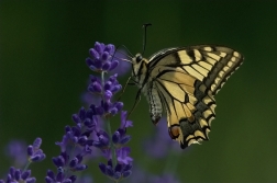 Otakárek fenyklový  ( Papilio Machaon )