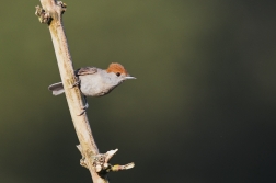 pěnice černohlavá  ( Sylvia atricapilla )