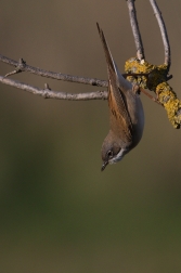 Pěnice hnědokřídlá  ( Sylvia communis )