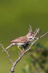 Pěnice hnědokřídlá  ( Sylvia communis )