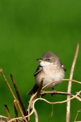 Pěnice hnědokřídlá  ( Sylvia communis )