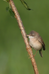 Pěnice hnědokřídlá  ( Sylvia communis )