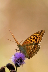 Perleťovec stříbropásek  ( Argynnis...