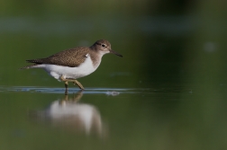 Pisík obecný  ( Actitis hypoleucos )