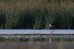 Pisila čáponohá  ( Himantopus himantopis )