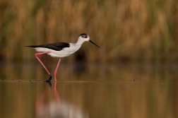Pisila čáponohá  ( Himantopus himantopis )