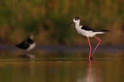 Pisila čáponohá  ( Himantopus himantopis )